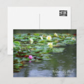 Etang Lily : Carte postale (Devant / Derrière)