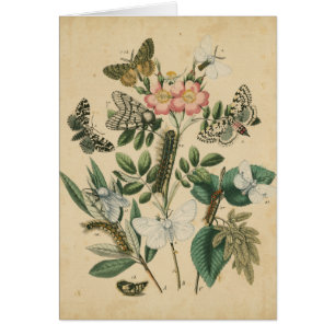 Étapes de la vie des papillons par Vision Studio