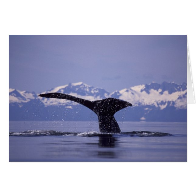 États-Unis, Alaska, baleine à bosse du passage int (Devant horizontal)