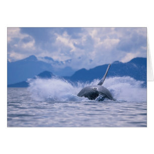 États-Unis, Alaska, Tongass National Forest, Bossu