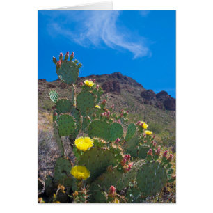 États-Unis, Arizona. Cactus dans les collines