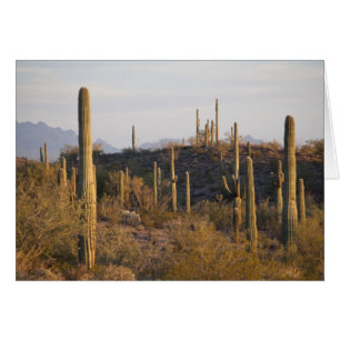 États-Unis, Arizona, désert de Sonora, Ajo, Ajo 2