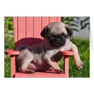 États-Unis, Californie. chiot carlin avachi