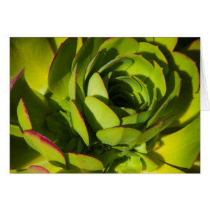 États-Unis, Californie. Gros plan sur une plante d