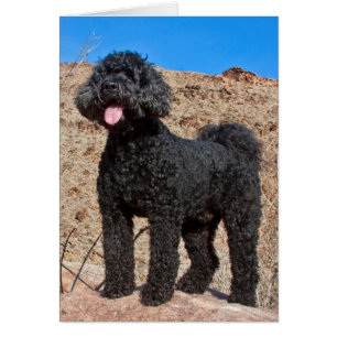 États-Unis, Californie. Labradoodle debout