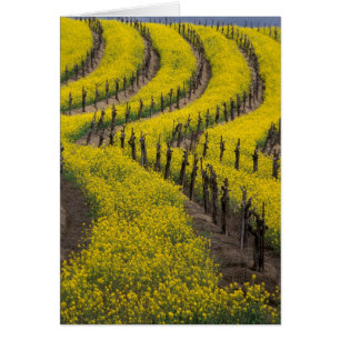 États-Unis, Californie, Napa Valley, Los Carneros