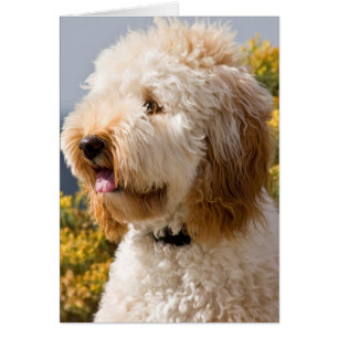 États-Unis, Californie. Portrait de Labradoodle 3