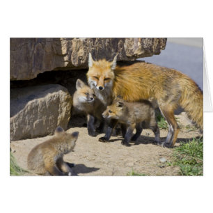 États-Unis, Colorado, Breckenridge. Renard roux mè