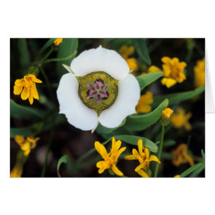 États-Unis, Colorado. Tulipe Mariposa