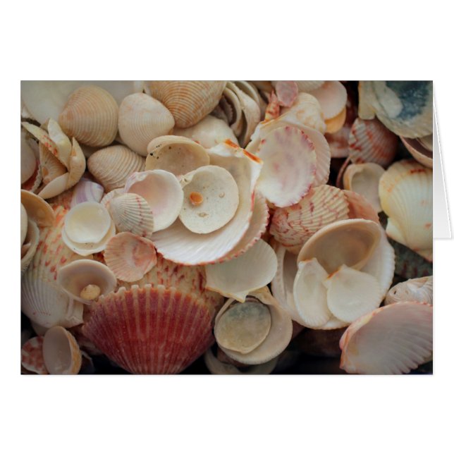 États-Unis, Floride. Gros plan de coquillages sur  (Devant horizontal)