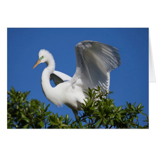 États-Unis, Floride, Saint-Augustine, Egret (Devant horizontal)