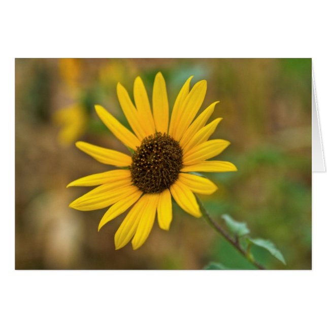 États-Unis, Kansas. Tournesol sauvage (Devant horizontal)