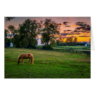États-Unis, Lexington, Kentucky. Cheval solitaire
