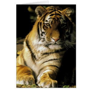 États-Unis, Michigan, Détroit. Zoo de Détroit, tig