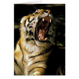 États-Unis, Michigan, Détroit. Zoo de Détroit, tig