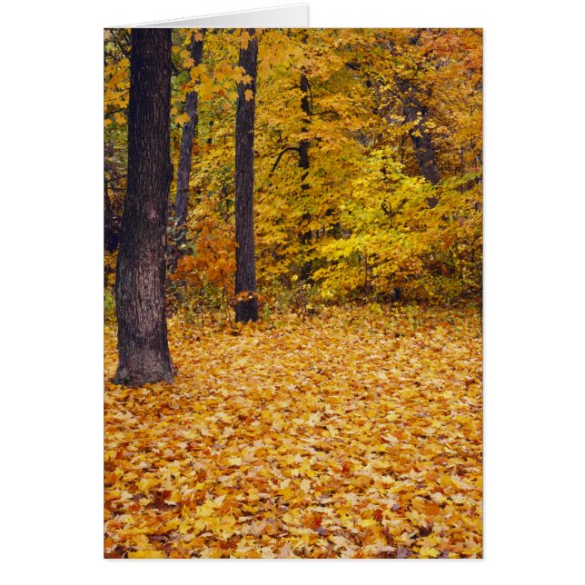 États-Unis, Missouri, comté de Boone, Maple Forest (Devant)