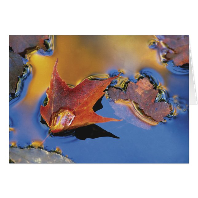 États-Unis, Nord-Est, Feuille d'érable en reflet (Devant horizontal)