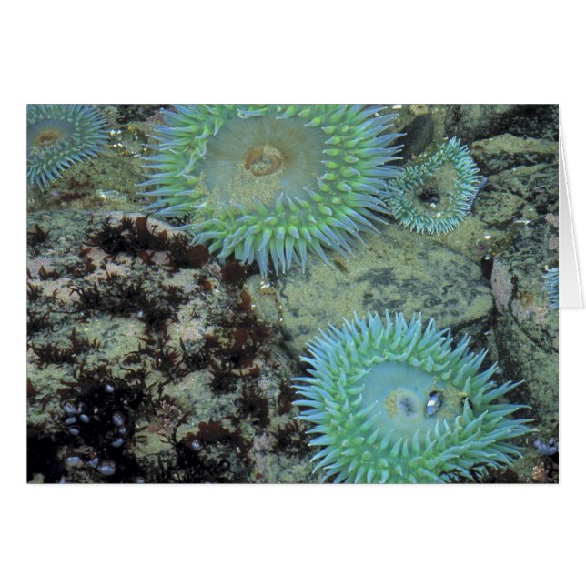 États-Unis, Oregon, Nepture SP. Mer aux tons de bi (Devant horizontal)