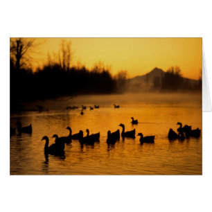 États-Unis, Oregon, Portland. Oiseaux d'eau en Col