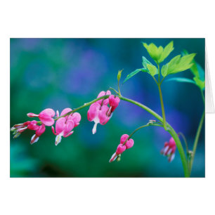 États-Unis, Pennsylvanie. Fleurs de cœur saignant