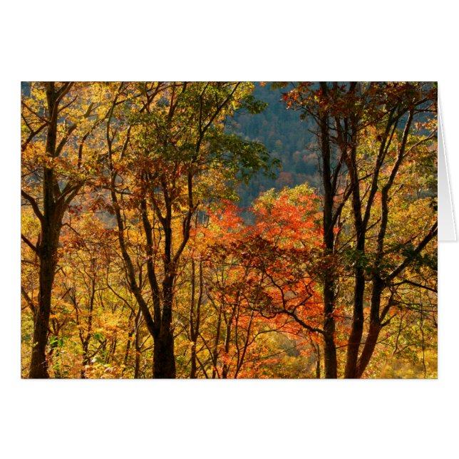 États-Unis, Tennessee. Feuillage d'automne (Devant horizontal)