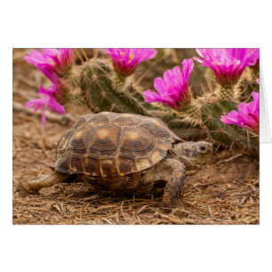 États-Unis, Texas, comté de Hidalgo. Tortue