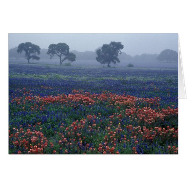 États-Unis, Texas, près de Lytle Brouillard, chêne (Devant horizontal)