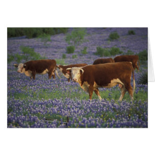 États-Unis, Texas, Texas Hill Country, Hereford
