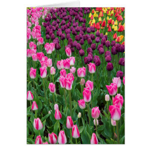 États-Unis, Washington. Tulipes en fleurs