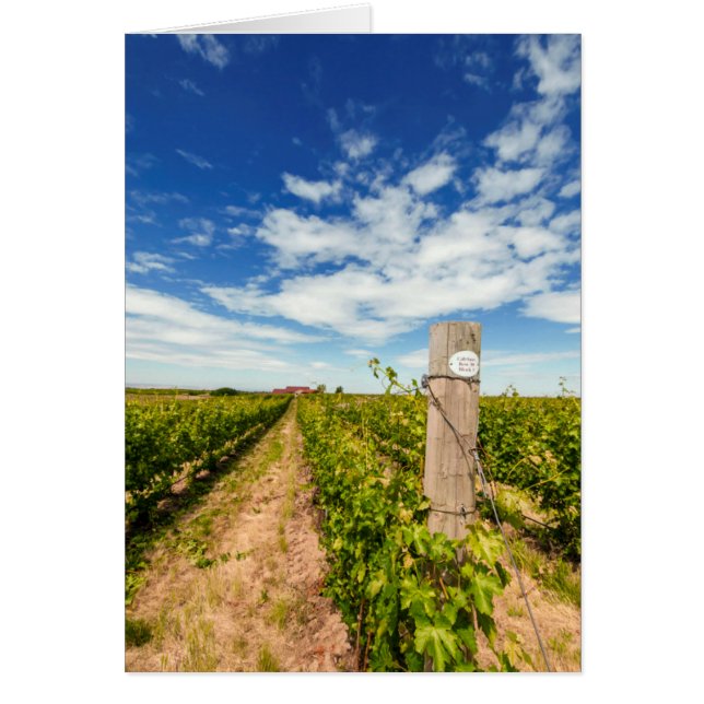 États-Unis, Washington, Walla Walla. Cabernet Sauv (Devant)