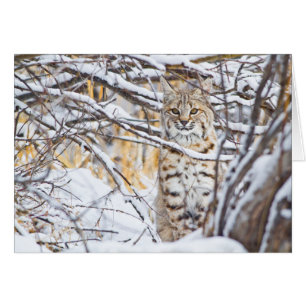 États-Unis, Wyoming, Bobcat