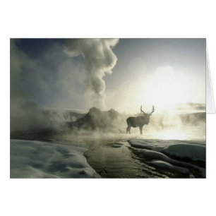 États-Unis, Wyoming, Parc national de Yellowstone.