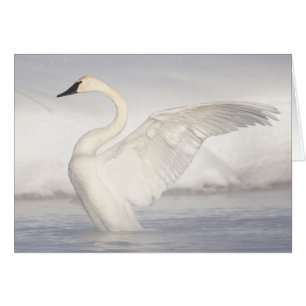 États-Unis, Wyoming, Trumpeter Swan stretches wing