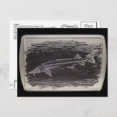 Etching - Sterlet Sturgeon Briefkaart (Voorkant / Achterkant)