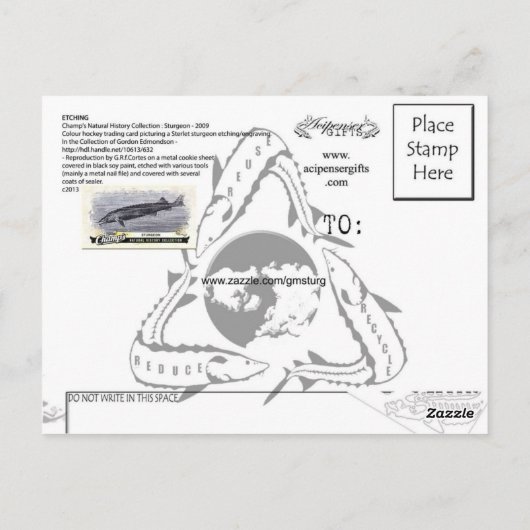 Etching - Sterlet Sturgeon Briefkaart (Achterkant)