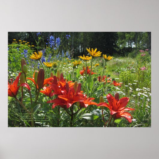 Été Brûlé Orange Lys Asiatiques 36x24 Poster (Devant)