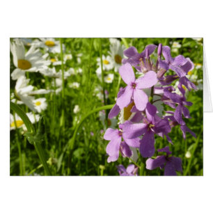 Été Lilac et marguerites