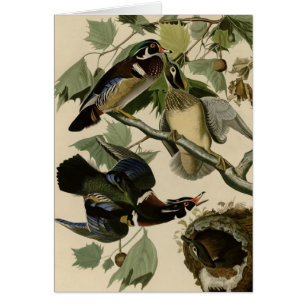 Été ou canard en bois