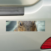 Eten 1 eekhoorn bumpersticker (Op auto)