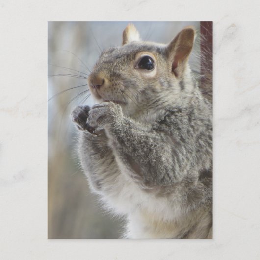 Eten eekhoorn briefkaart (Voorkant)