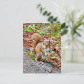 Eten van eekhoorntjes briefkaart (Staand voorkant)