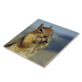 Eten van een eekhoorn tegeltje (Zijkant)