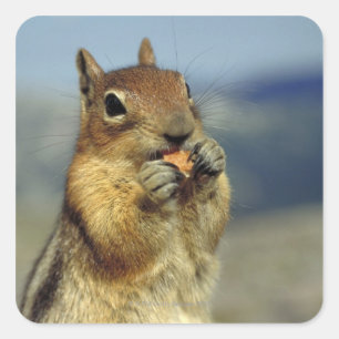 Eten van een eekhoorn vierkante sticker