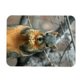 Eten van een Nut Magneet (Horizontaal)