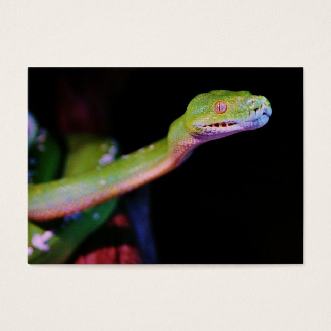Étendue de Boa Arbre Vert (Devant)