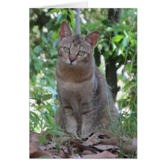 Êtes-vous du talkin à moi ? - Série de TBD