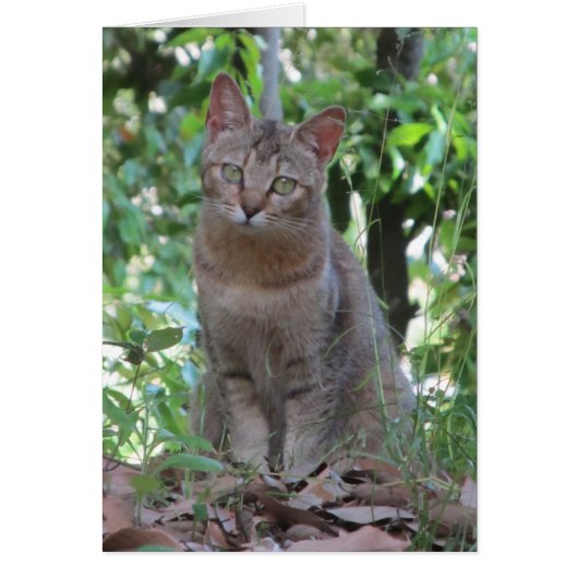 Êtes-vous du talkin à moi ? - Série de TBD (Devant)