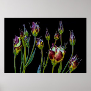 Etherale Paarse Tulpen Poster