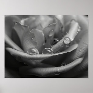 Etherische Monochromatische Rozenblaadjes Macro Poster
