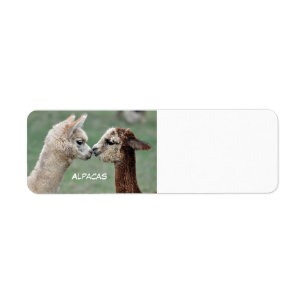Etiket Alpacas